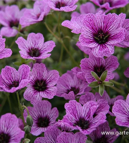Geranium cinereum 'Laurence Flatman'