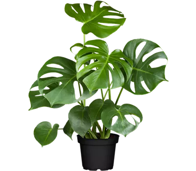 Monstera deliciosa