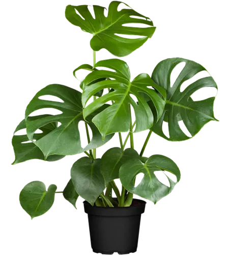 Monstera deliciosa