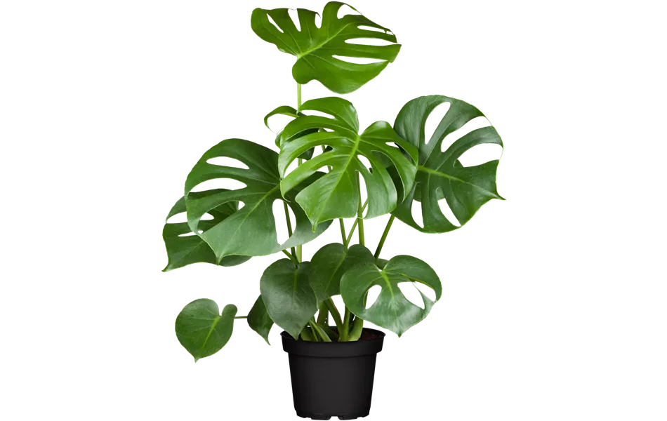 Monstera deliciosa