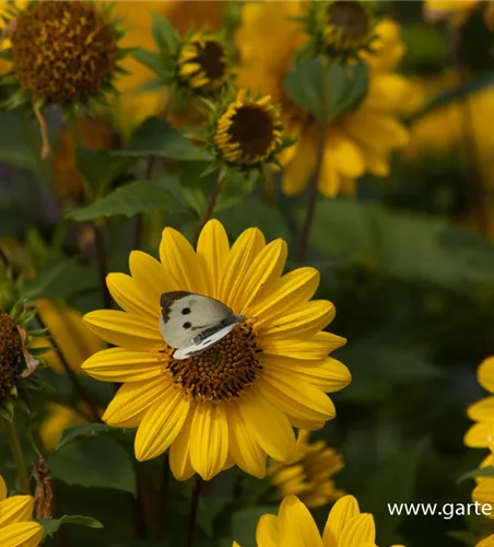 Garten-Stauden-Sonnenblume 'Capenoch Star'