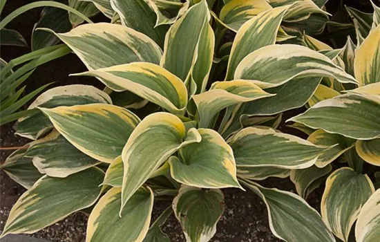 Große Goldrand-Funkie 'Clifford´s Forest Fire'®