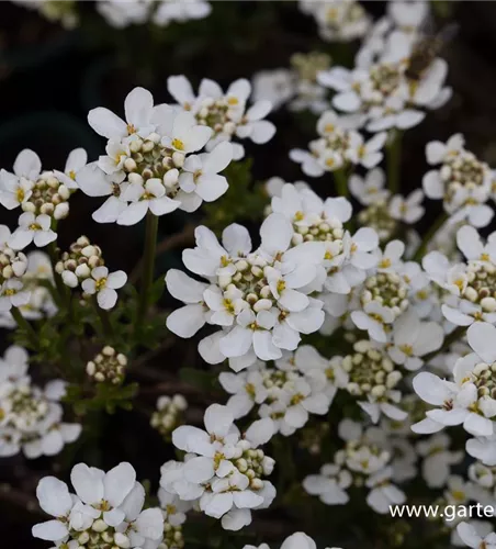 Iberis sempervirens 'Fischbeck'