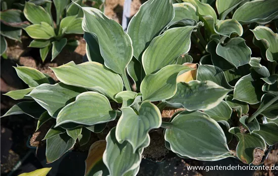 Funkie 'Super Sagae'