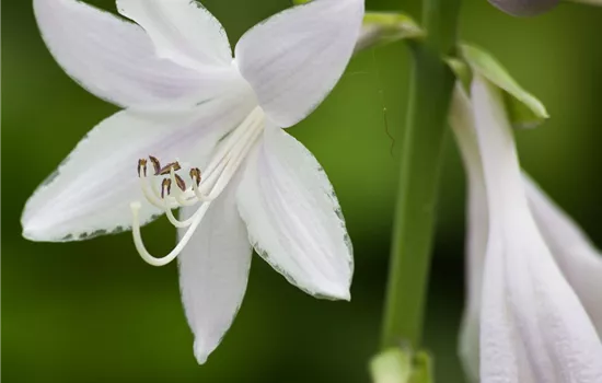 Duftende Lilien-Funkie