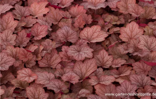Kleinblütiges Silberglöckchen