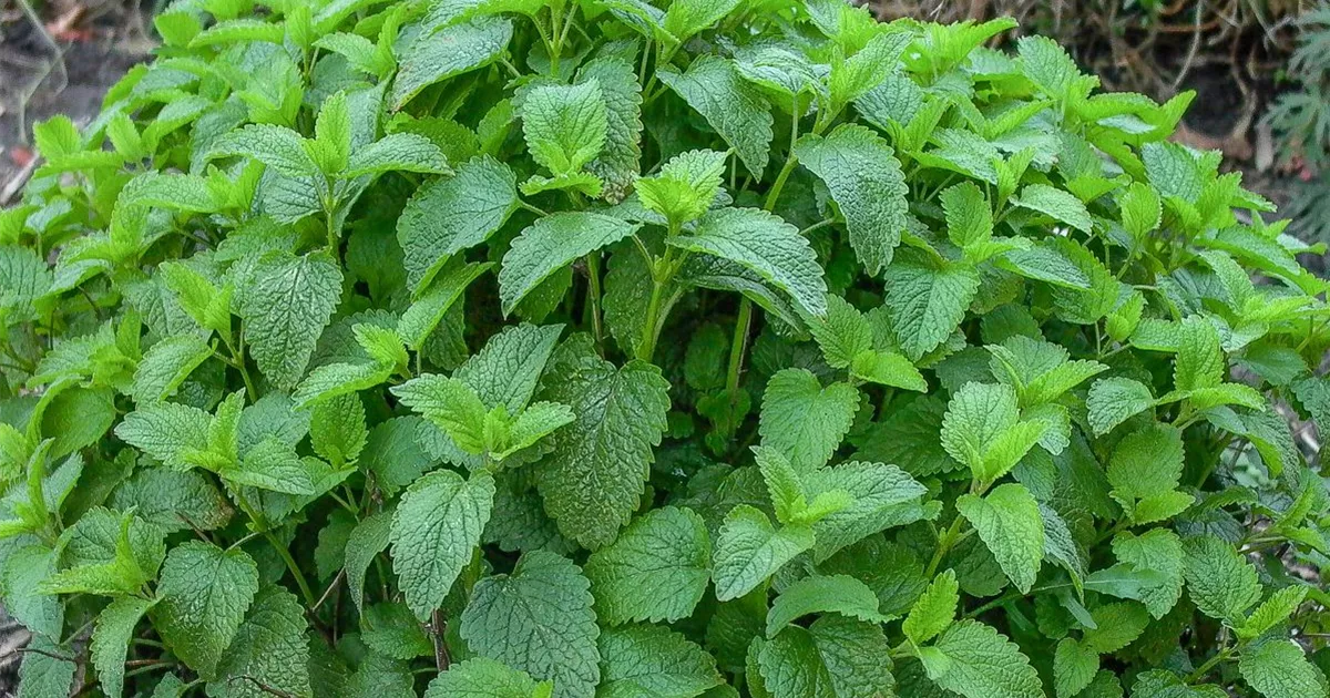 paprika düngen womit Purgrün Bio-Paprika-Dünger 1 Liter main image 1