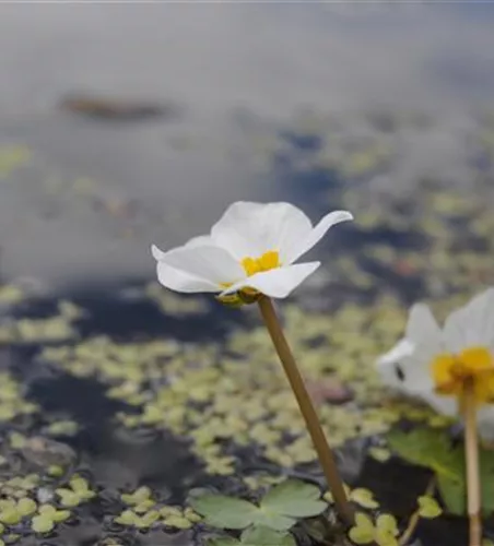 Hydrocharis morsus-ranae