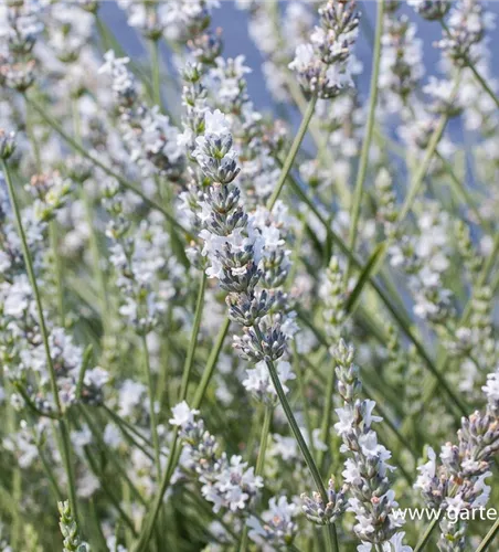 Bastard-Garten-Lavendel 'Edelweiß'