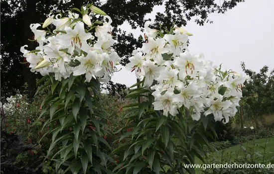 Lilie 'Casablanca'