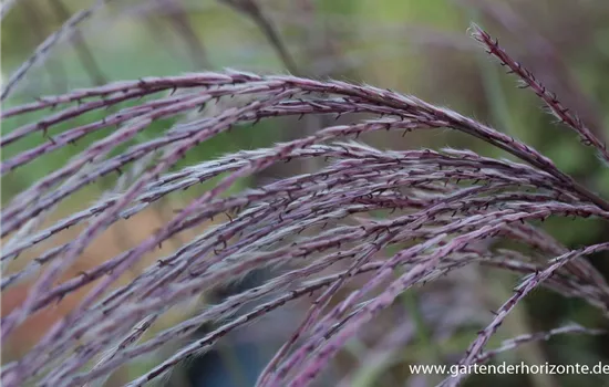 Garten-Chinaschilf 'Rosi'