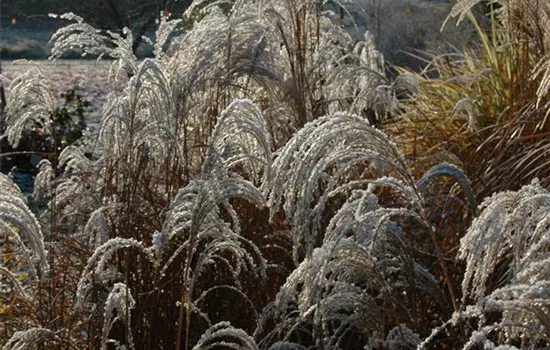 Garten-Chinaschilf 'Sioux'