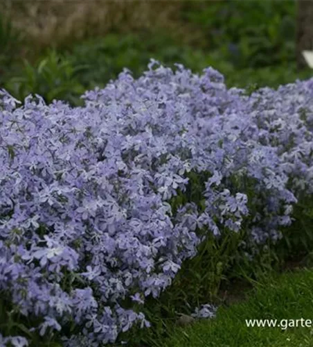 Phlox divaricata 'Clouds of Perfume'