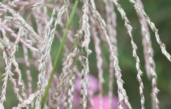Garten-Chinaschilf 'Champagner'
