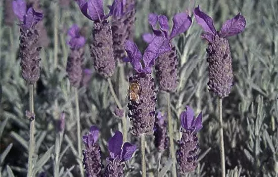 Schopf-Lavendel 'Javelin Compact Blue'