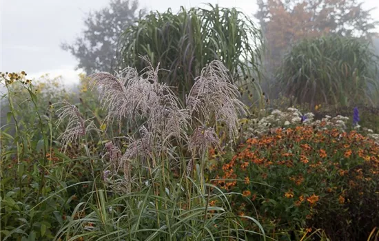 Garten-Chinaschilf 'Zwergelefant'