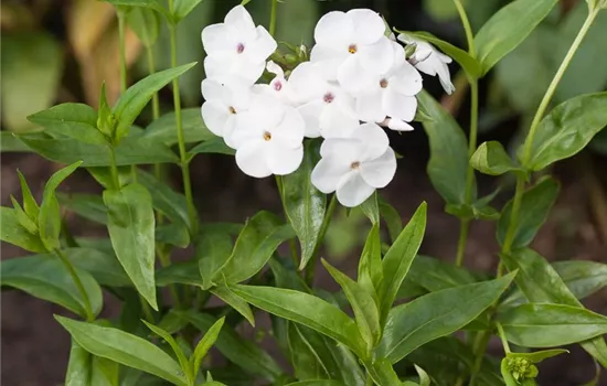 Garten-Flammenblume 'Minnie Pearl'