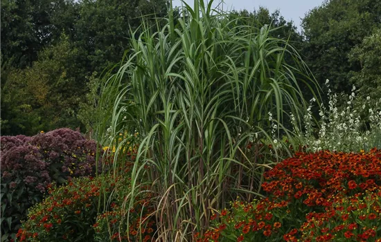 Hohes Garten-Chinaschilf 'Aksel Olsen' Hohes Garten-Chinaschilf 'Aksel Olsen'