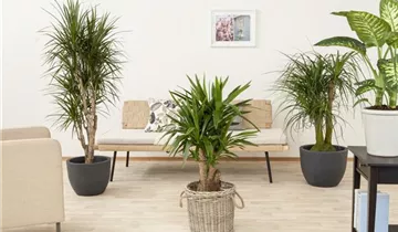 1A Garten Ammer