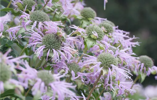 Röhrige Indianernessel