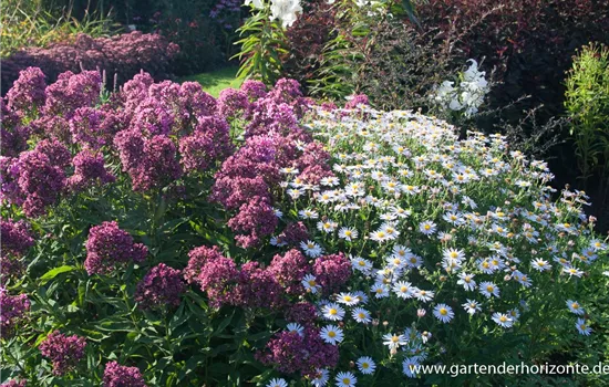 Hohe Flammenblume Hohe Flammenblume