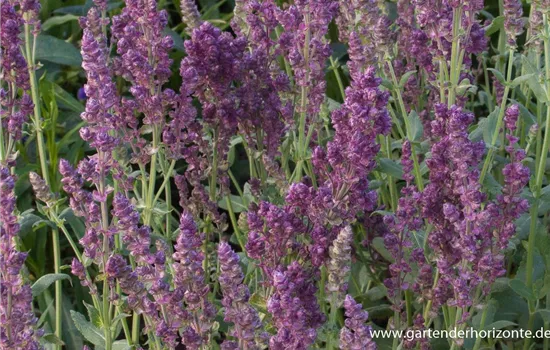 Blüten-Salbei Blüten-Salbei