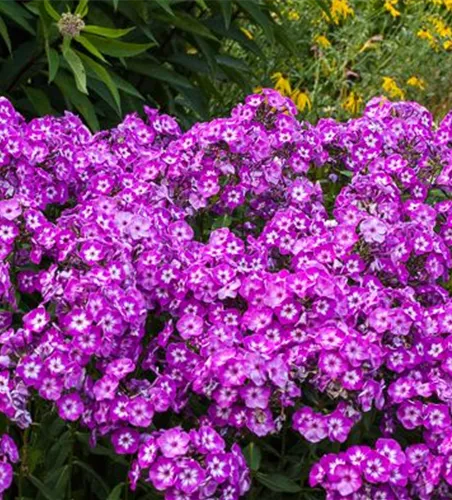 Hohe Garten-Flammenblume 'Uspech'
