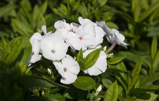 Hohe Garten-Flammenblume