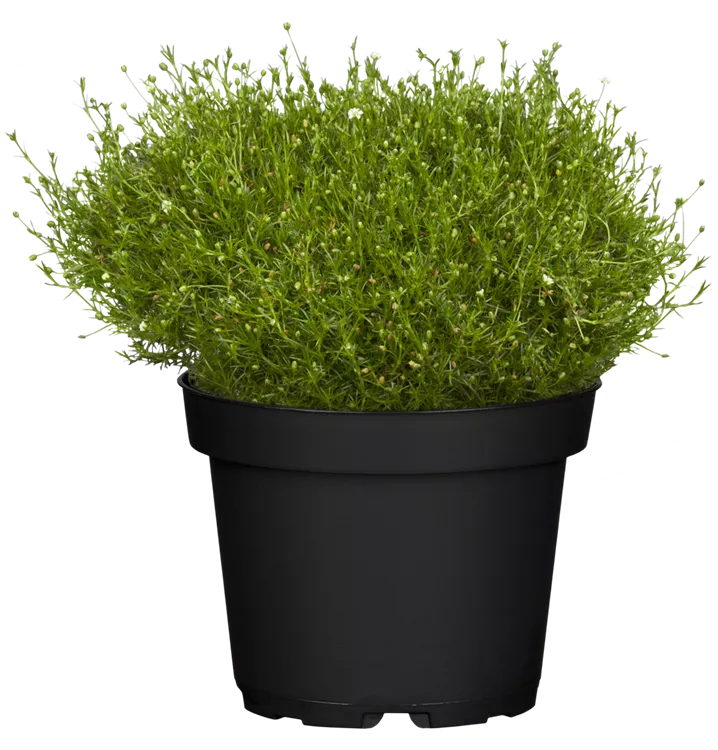 Sagina subulata