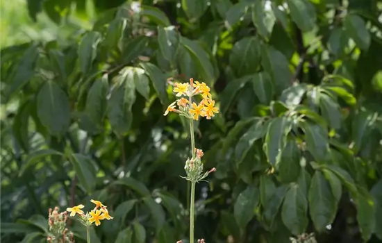 Bulleys Etagen-Schlüsselblume