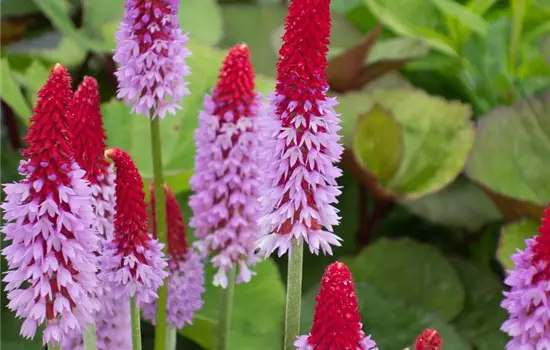Orchideen-Primel 'Red Hot Poker'