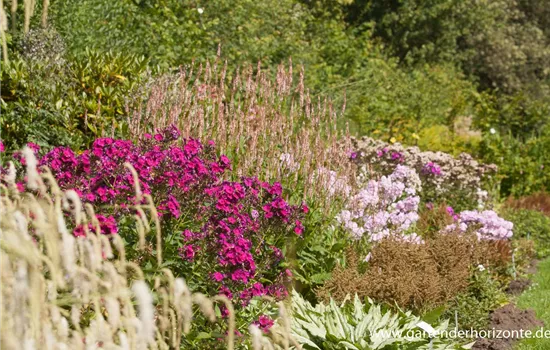 Hohe Flammenblume