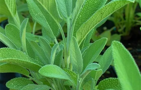 Garten-Salbei
