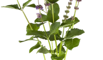 Bildvorschau