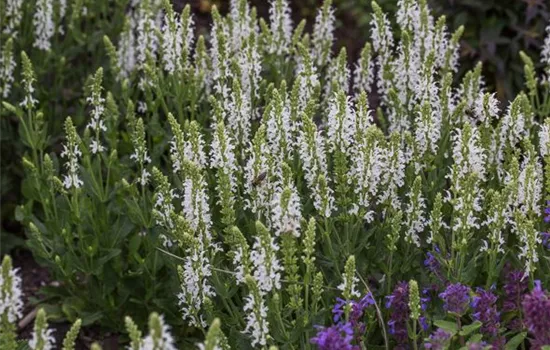 Garten-Blüten-Salbei 'Adrian'