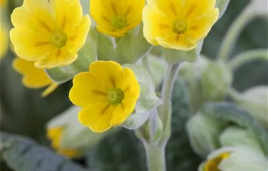 Primula veris, gelb