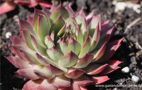 Garten-Hauswurz 'Blood Tip'