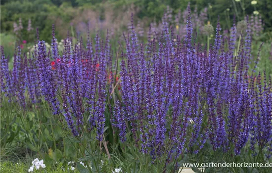 Blüten-Salbei