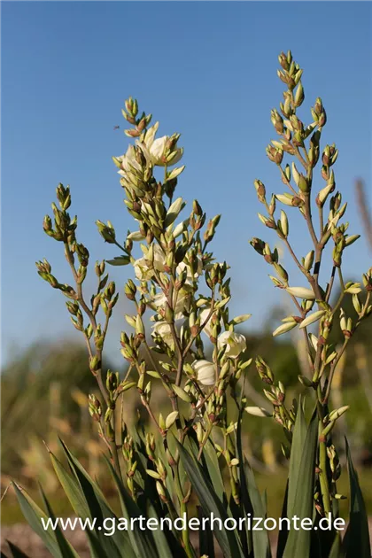 Fdige Palmlilie, Yucca filamentosa - 1A Garten Ammer
