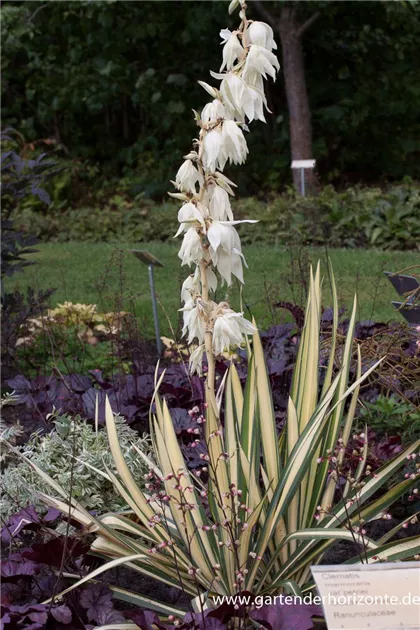Fdige Palmlilie, Yucca filamentosa 'Gold Heart' - 1A Garten Ammer