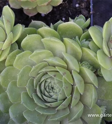 Garten-Hauswurz