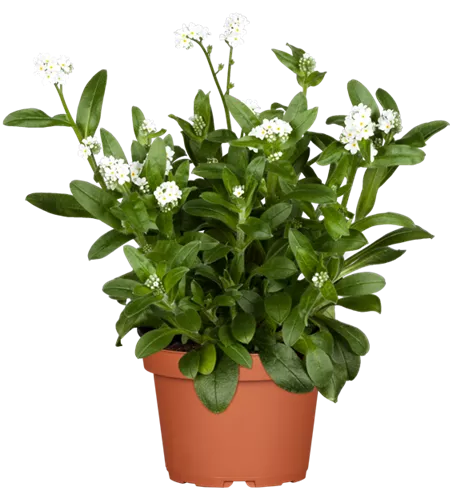 Myosotis sylvatica, weiß