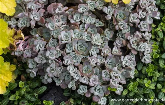 Spatelblättriges Garten-Fettblatt 'Purpureum'