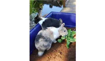 1A Garten Ammer