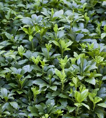 Pachysandra terminalis