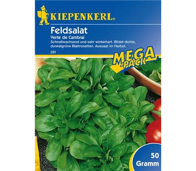 Feldsalat Verte de Cambrai