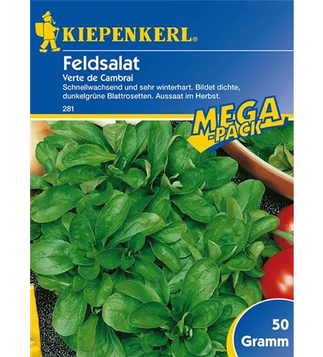Feldsalat Verte de Cambrai