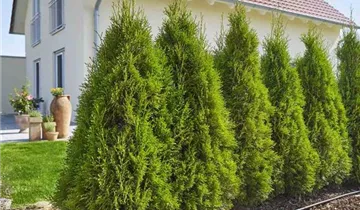 1A Garten Ammer