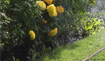 Bildvorschau