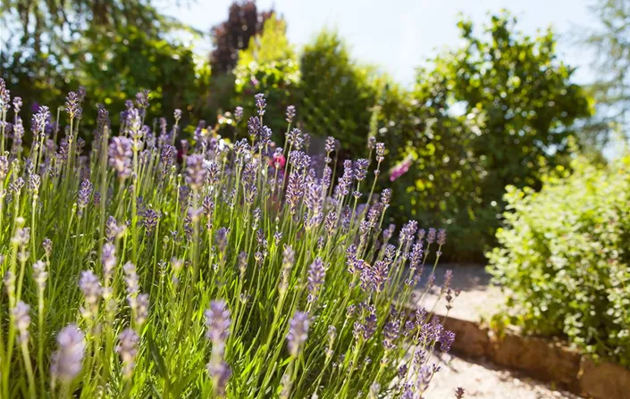 Lavandula angustifolia